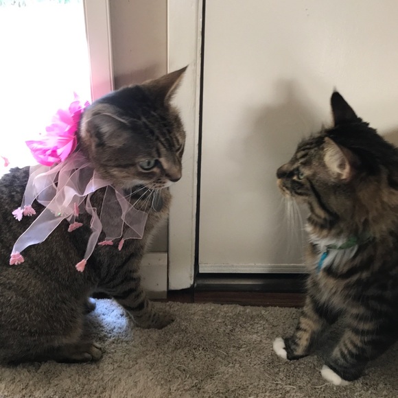 Meet your Posher, Jeanne π - Picture 7 of 8